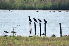 aalscholvers