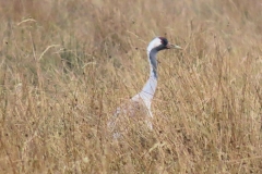 kraanvogel