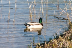 wilde eend (m)