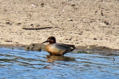 wintertaling-2