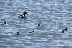 bergeend-met-juv-1