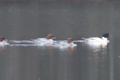 grote-zaagbekmv.jpg