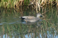 krakeendm-