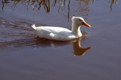 oud-hollandse-witte-kuifeend