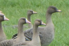 ToundraRietgans