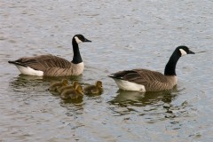 canadese-gans