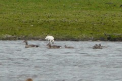 grauwe-gans-02