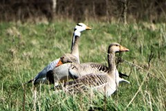 indische-gans