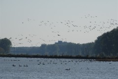kolganzen