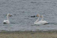 wilde-zwanen