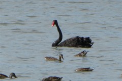zwarte-zwaan-2