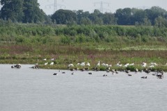 Lepelaars31-stuks