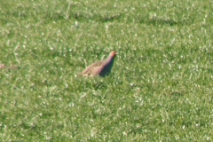 patrijs