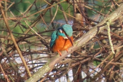 IJsvogel-kl