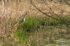 blauwe-reiger