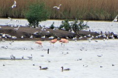 flamingo