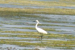 grote-zilverreiger-02