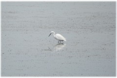 kleine-zilverreiger