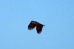 Zeearend-2