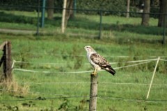 buizerd-05