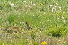 groene-specht-02