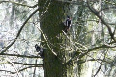 grote-bonte-specht