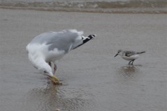 drieteenstrandloper-bij-zilvermeeuw