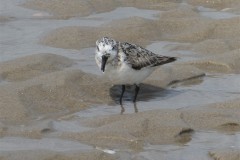 drieteenstrandloper
