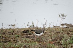 strandplevier-01