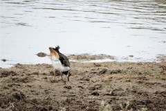 strandplevier-02