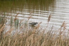watersnip