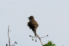 grasmus