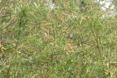 zwartkopjev