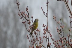 groenling