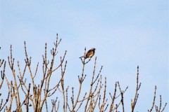 kramsvogel